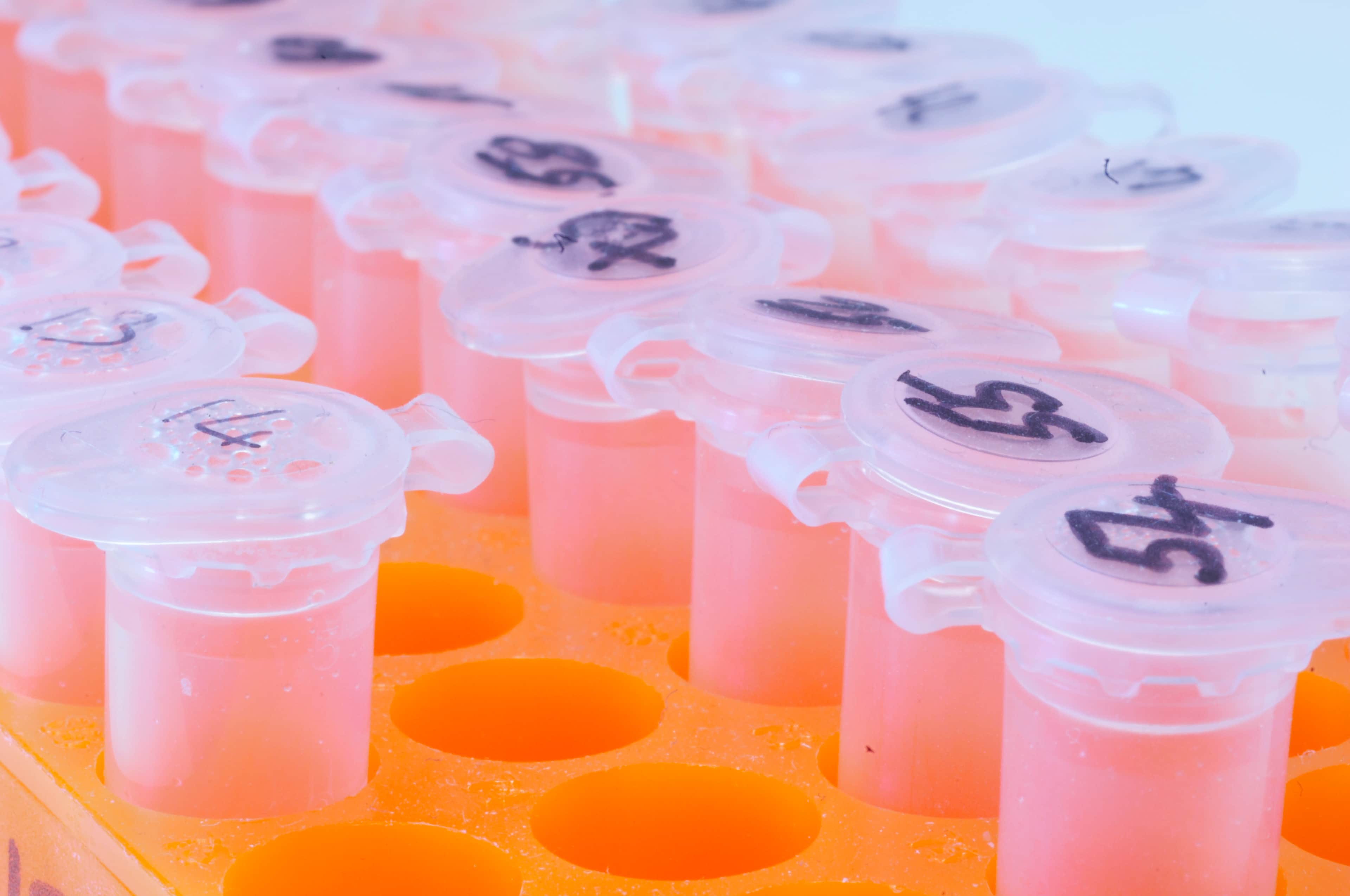 Numbered test tubes in an orange test tube holder.