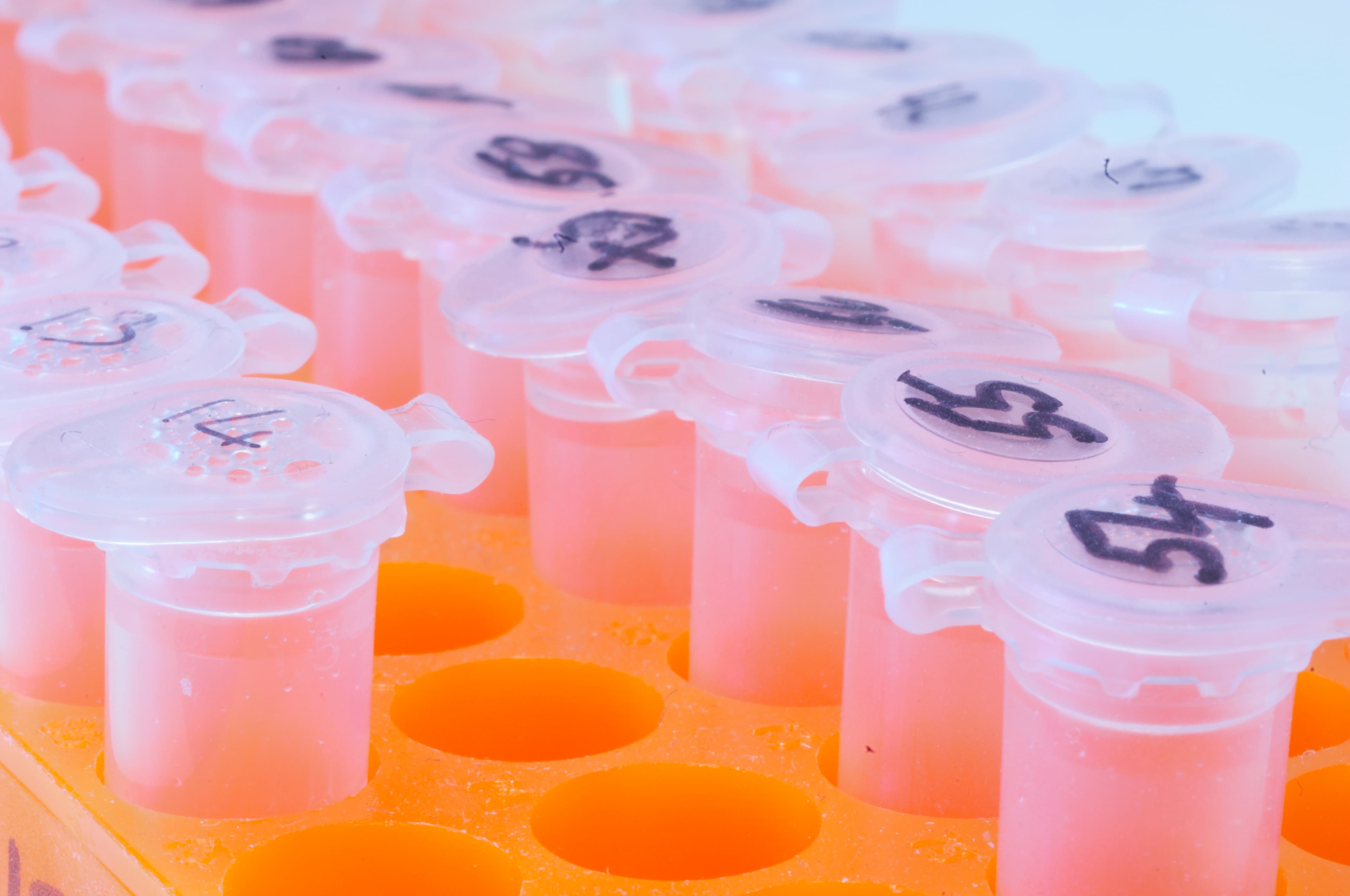 Numbered test tubes in an orange test tube holder.